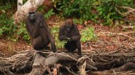 Volunteer Work Gabon: Projet Gorille