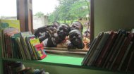 Volunteer Work Ghana: Thrive Africa