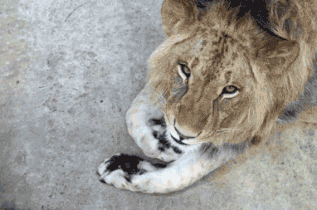 Lion Webcam ~ Live Lion Webcam ~ African Lion Webcam