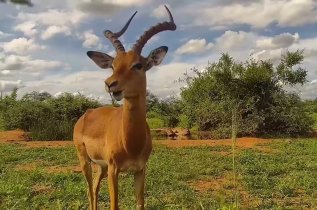 Live African Safari Webcam