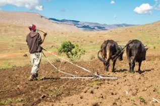 Lesotho Food Production