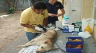 Volunteer Work Mauritius: Protection of Animals Welfare Society