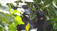 Rwanda Gorilla Webcam