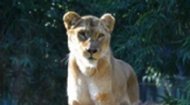 African Lion | African Lion Facts